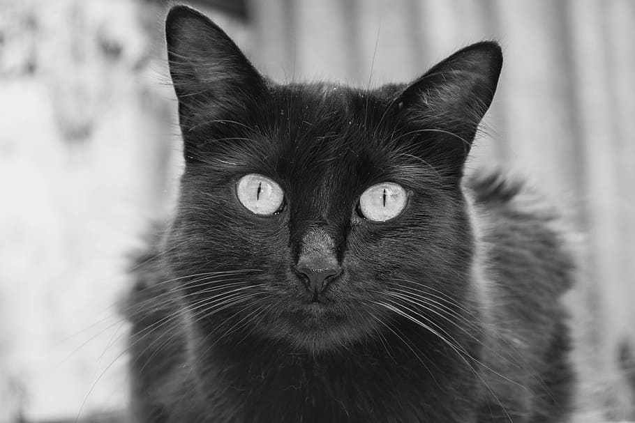 Gato, Cat, Animal, Kitty, Cute, Pet, feline, kitten, meow, domestic cat, pets