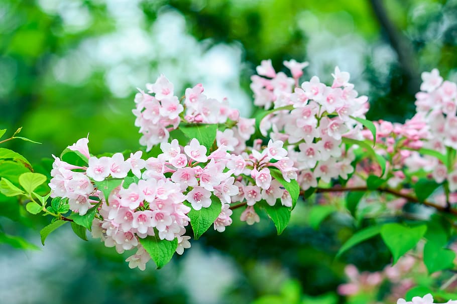 mělký, zaostřovací fotografie, růžový, květiny, přírodní, rostlina, hora, zelená, weigela, Japonsko, smět