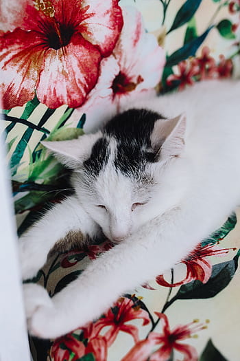 kursi, bersantai, membelai, hewan, imut, kucing, kucing putih, sedang tidur, manis, tidur sebentar, kelucuan