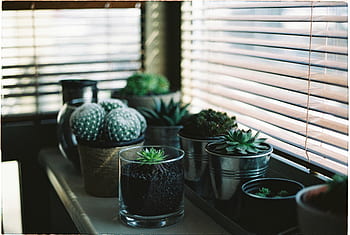 ปลูก, สวน, ดอกไม้, ต้นกระบองเพชร, สีเขียว, กระถางดอกไม้, ตาราง, หน้าต่าง