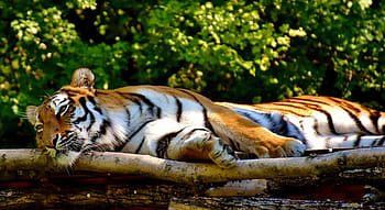 tygr, ležící, strom, dravec, srst, Krásná, nebezpečný, kočka, fotografování divoké zvěře, živočišného světa, tierpark hellabrunn
