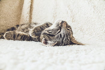 kahverengi, tekir, yavru kedi, kahverengi tekir, kedi yavrusu, kedi, uyuyor, hayvanlar, ev kedisi, Evcil Hayvanlar, hayvan
