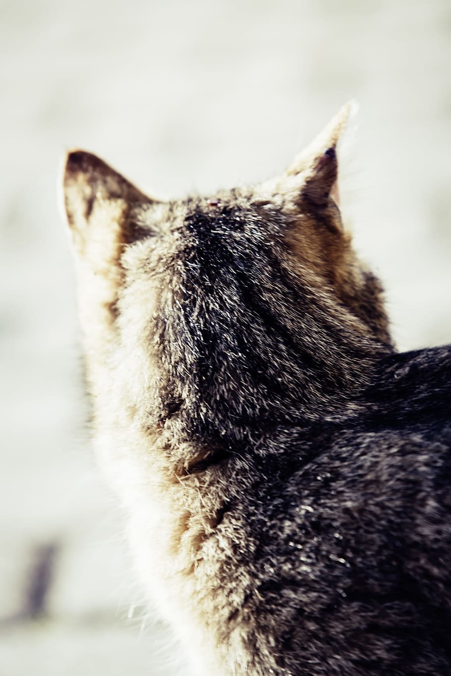 Cat, Ear, View, ears, listen, domestic cat, cat face, pet, head, attention, mieze