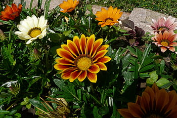 květiny, gazánie rigens, oranžový, Gazania, letní, Francie, rozkvetla, zahrada, květ, květu hlavy, svěžest
