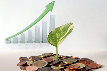 verde, pianta fogliare, assortito, monete, foglia verde, pianta, crescita, economia, i soldi, finanza, successo