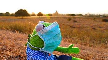 kermit, frog, plush, toy, wearing, face mask, mouth guard, protection, dust, hat, summer