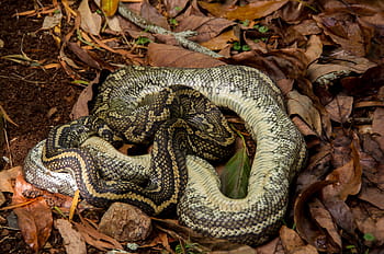 tapis en python, morte, serpent, enroulé, feuilles, noir, jaune, Australie, Queensland, peau, sauvage