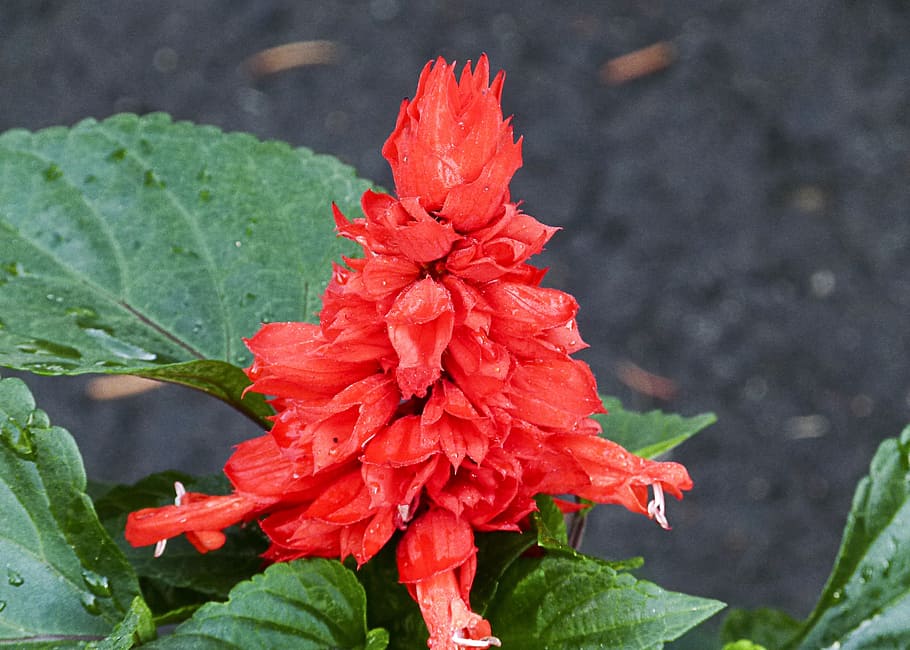 celosia, red, flower, garden, gardening, decoration, nature, plant