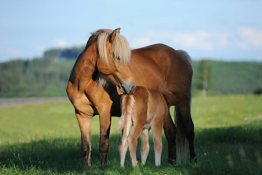hnědý, kůň, zelená, travnaté hřiště, během dne, kobyla, hříbě, Příroda, islandský kůň, šťastný, pastvina