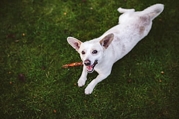 再生、 スティック、 犬、 ペット、 動物、 楽しい、 幸せ、 遊び、 白い犬、 かわいい、 草
