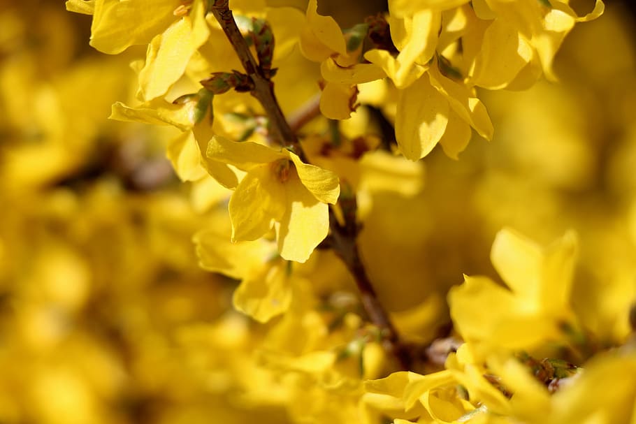 laburnum, květ, Příroda, rostlina, keř, žlutá, detail, zlaté barvy, růst