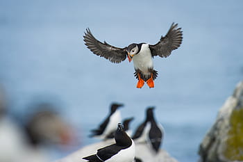 volante, bianca, nero, anatra, uccello, becco, piuma, animale, volare, dom, nuvole