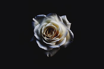 selectiv, foc fotografie, alb, Trandafir, a inflori, inflori, floră, floare, HD wallpaper, petale, Fundal negru