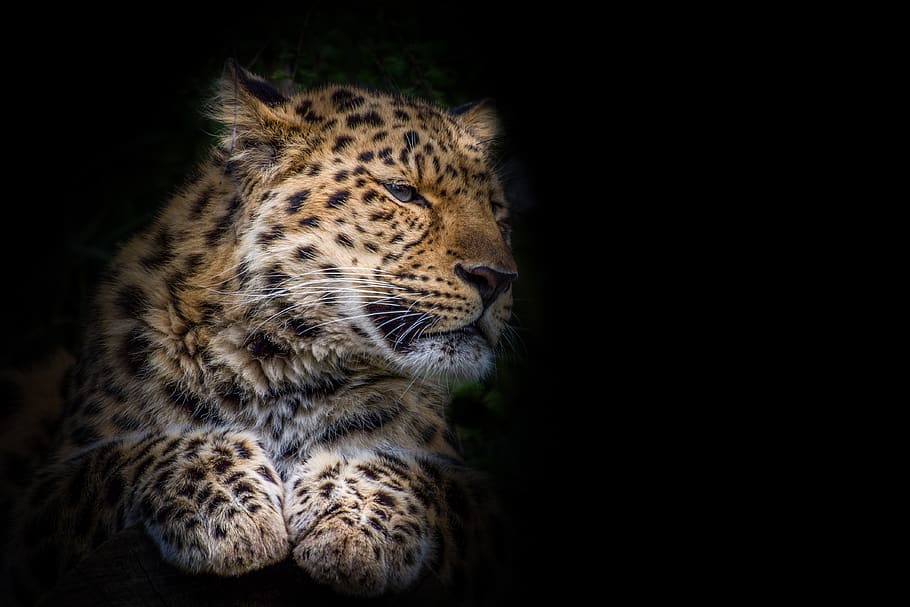 leopard, big cat, predator, safari, africa, botswana, close up, wilderness, animal portrait, stains, dangerous