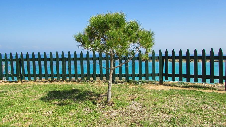 cyprus, protaras, fig tree bay, tree, fence, sea, landscape, picturesque, resort