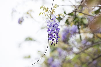 藤、 春、 繁栄する、 花