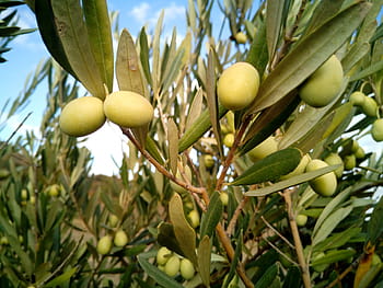 closeup, oval, green, fruit, olive trees, olives, olivas, trees, fruits, olive, harvest