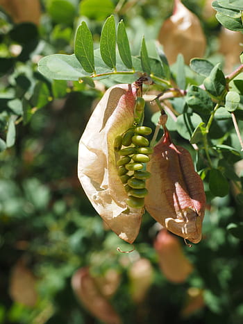 fruits, seeds, yellow bubble shrub, bush, colutea arborescens, fabaceae, faboideae, legume, tree, rispig, blow