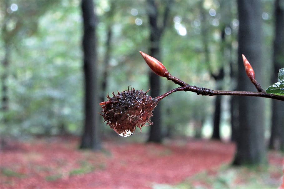 beech nut, drop, autumn forest, trees, rain, wet, nature, drip, vote, background, seasonal