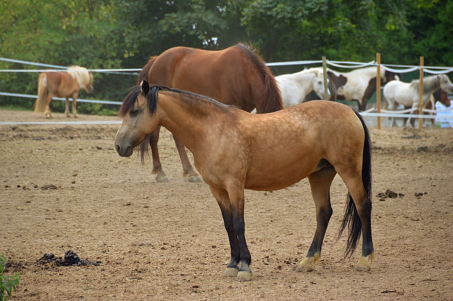 cavallo, animale, mammifero, Marrone, equino, criniera, equitazione, maneggio, quarzo stabile, aire sur la lys, hauts de france