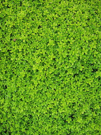 zelené listy rostliny, břečťan, rostlin, listy, zeď, zelená, révy, zahrada, květinový, liána, flóra