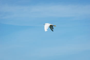 white, bird, flying, blue, sky, stork, crane, wings, animals, one animal, animals in the wild