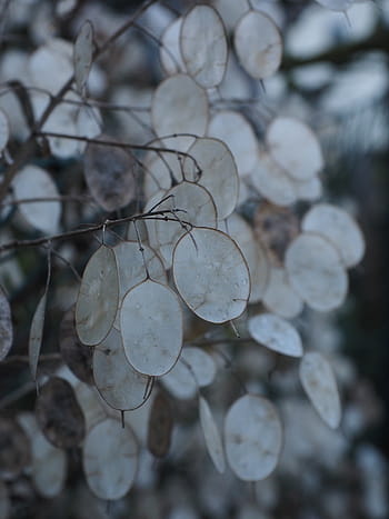 stříbrný list, lunaria, silberling, judas schilling, poctivost, stříbrný ffennig, listy, stříbrný, rostlina, jednoletý stříbrný list, lunaria annua