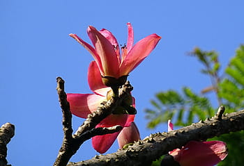 focus photography, red, petaled flower, blue, sky, focus, photography, flower, blue sky, shimul, bombax ceiba