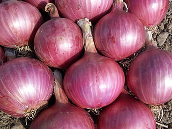 hromadu cibule, cibule, zelenina, Napájení, Příroda, červená cibule