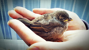 close-up photography, person, holding, fledgling sparrow, Sparrow, Bird, Macro, Nature, Feed, Beak, curiosity