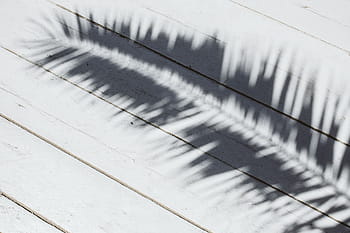 影、 ヤシの葉、 葉、 日光、 サゴヤシ、 ヤシ、 冬、 雪、 屋外、 白、 自然