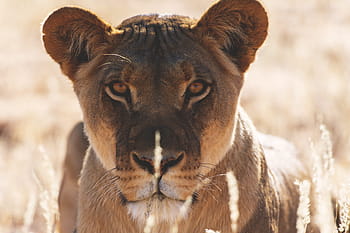 lion, lies, grass, Botswana, Africa, nature, animal, animals, cat, cats, lions