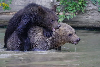 dva, hnědý, medvědi, tělo, voda, Medvěd hnědý, dravec, medvěd, teddy, savců, nebezpečný