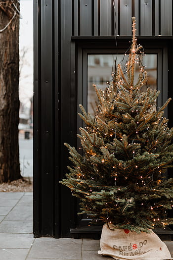 ramas de pino, pino, mujer, árbol de navidad, árbol, rubia, navidad, feriado, diciembre, tenencia, ramas