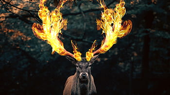 animal, deer, fire, nature, mammal, wildlife, stag, wild, buck, fawn, forest
