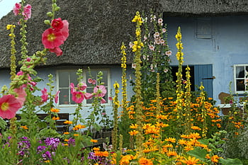 farm, thatched roofs, cottage garden, garden, flower meadow, flora, summer, farmhouse, village, bloom, stock rose