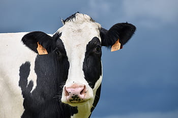 cow, holstein cow, beef breed international, cow color black and white, herbivore, ruminant, dairy cow, cattle, nature, portrait cow, animal
