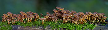 bruine paddestoelen, paddestoel, paddestoel groep, schimmel panorama, boomschimmels, bospaddenstoelen, scherm schimmel, herfst, Bos, bosgrond, spons
