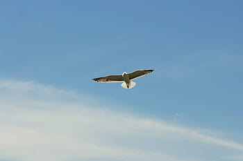 白、 灰色、 鳥、 飛行、 青、 空、 昼間、 青い空、 自然、 カモメ、 動物