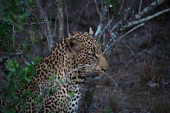 tiger, cat, animal, wildlife, woods, plants, grass, carnivore, panther, spots