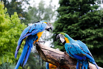 Parrots, Zoo, Parrot, Bird, Animal, Ara, colorful, birds, blue, gold and blue macaw, macaw
