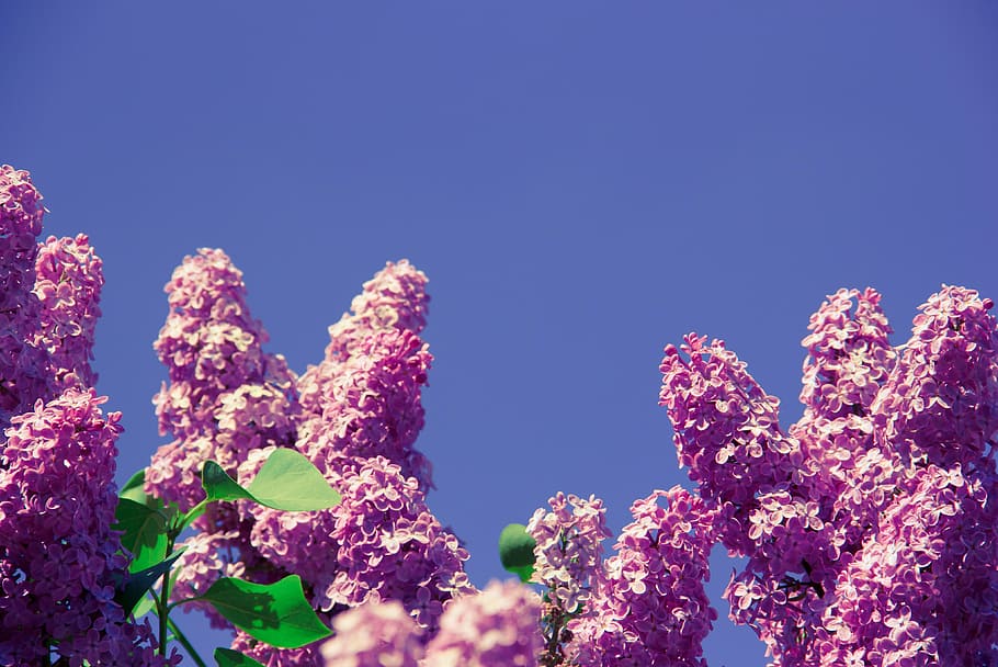 purple flowering tree, flower, aroma, smell, nature, spring, health, fresh, floral, natural, happy