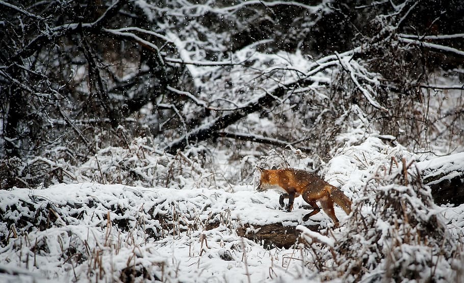 fox, roaming, walking, snow, covered, trees, daytime, bare trees, landscape, animal, wildlife