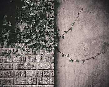 zelená, vinné révy, šedá, zeď, detailní, fotografie, list, rostlina, révy, listy, cihly