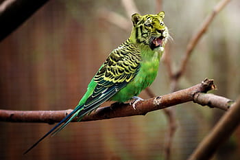緑の鳥の図、 虎、 バッジー、 虎インコ、 フォトショップ、 フォトショップ動物、 画像編集、 画像操作、 写真操作、 アセンブリ、 フォトモンタージュ