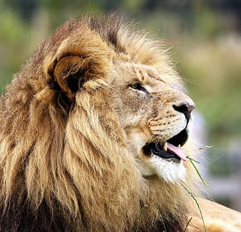 selectorized photography, lion, big cat, big, cat, wildlife, wild, carnivore, feline, animal, predator