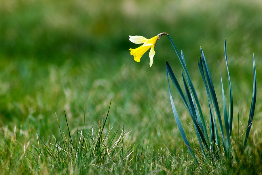 easter, osterblumen, daffodil, april, spring, easter flower, yellow, narcissus, blossom, bloom, daffodils