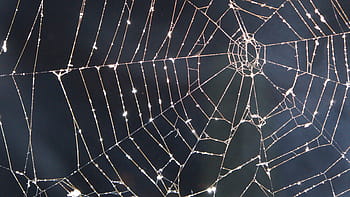closeup, photography, drops, water, spider web, daytime, cobweb, night, smoke, network, nature