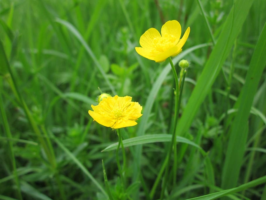 ranunculus acris, luční pryskyřník, vysoký pryskyřník, obří pryskyřník, flóra, divoká rostlina, botanika, druh, rostlina