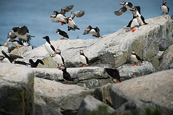 penguins in rock, bird, beak, feather, animal, fly, dom, clouds, sky, water, ocean